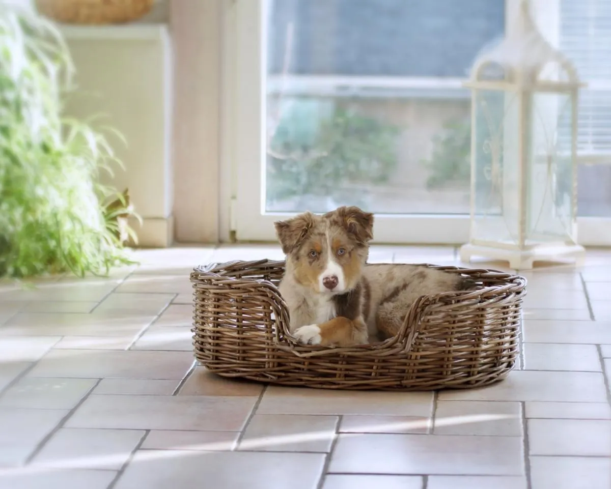 Hunde Heimtierbett Strolchi L