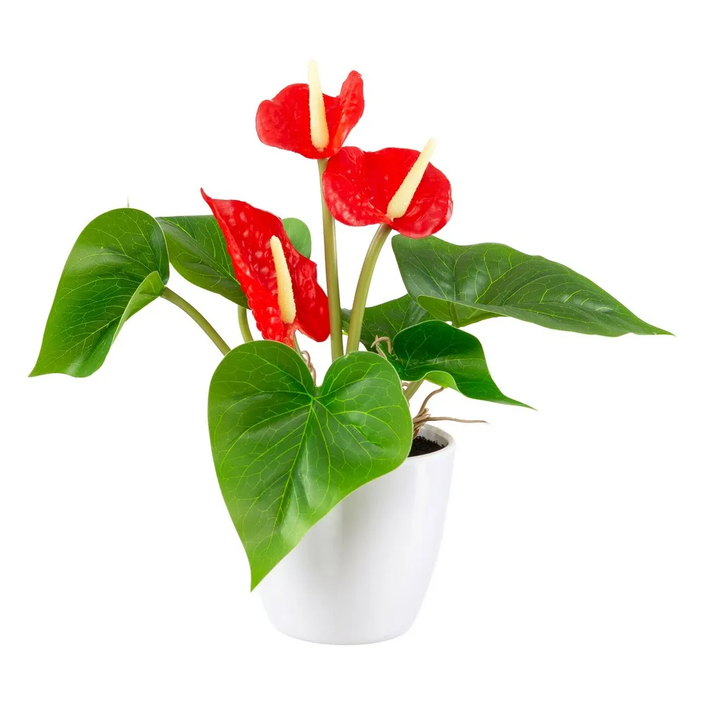 Mini-Deko-Anthurie - Rot