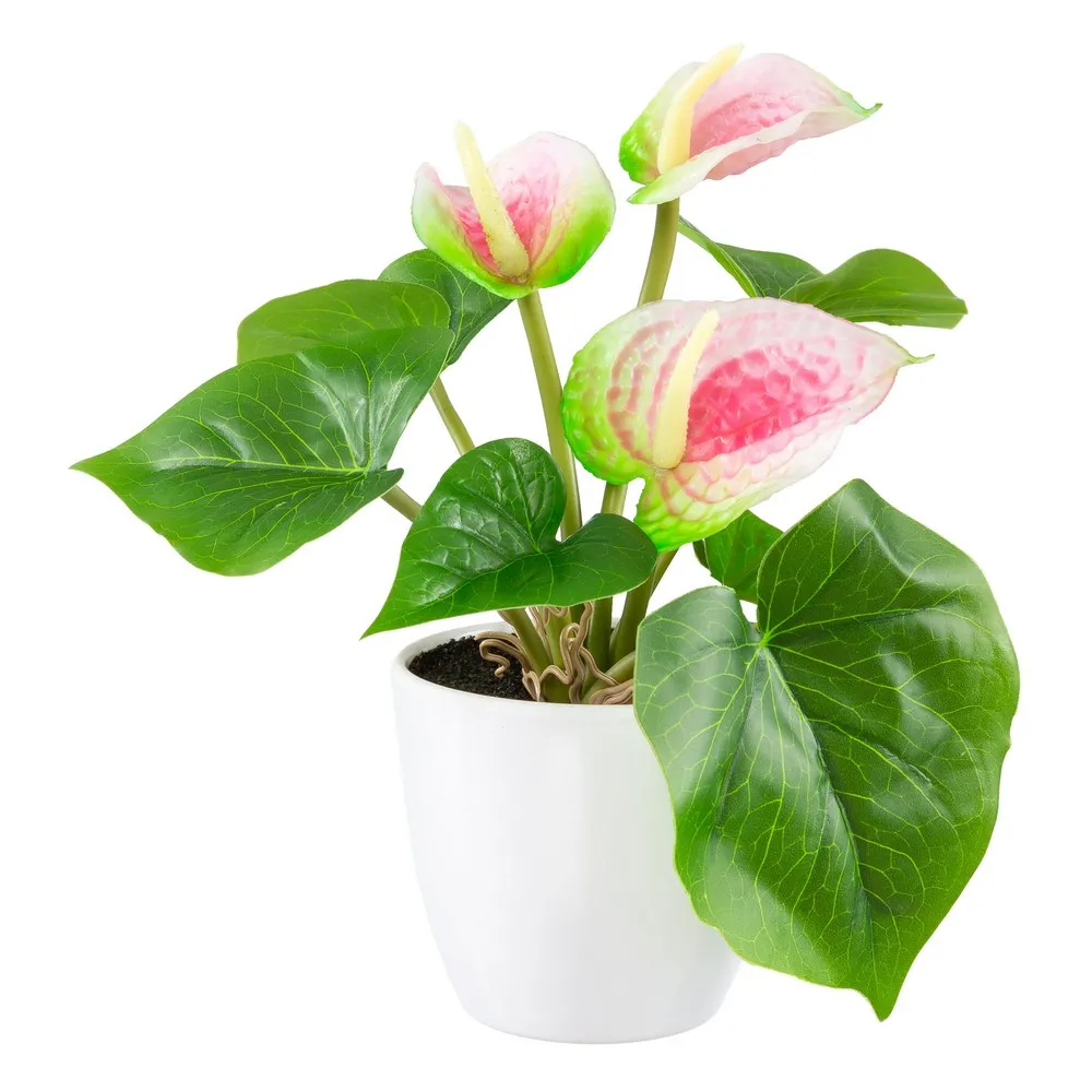 Mini-Deko-Anthurie - Rosa