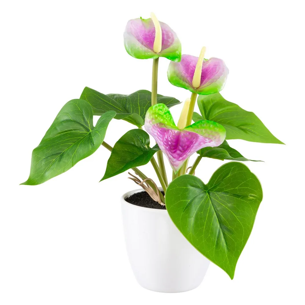 Mini-Deko-Anthurie - Lila