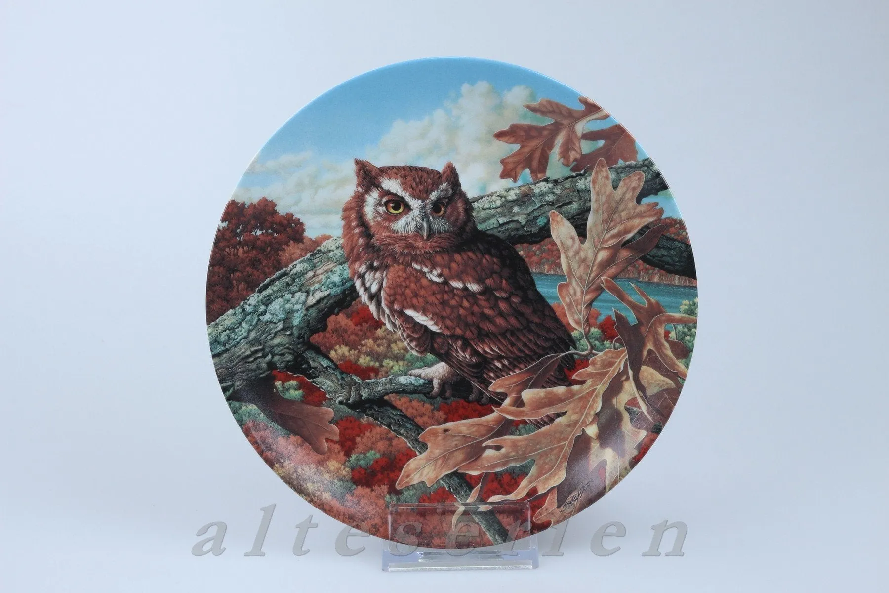 The Eastern Screech Owl - Bradex - amerikanische Birds of Prey